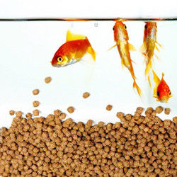 خط تولید خوراک آبزیان شناور گرید SUS304 با ظرفیت 200-260 کیلوگرم در ساعت